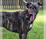 Small #5 Greyhound