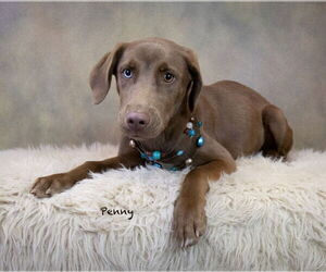 Catahoula Leopard Dog-Labrador Retriever Mix Dogs for adoption in Hot Springs Village, AR, USA