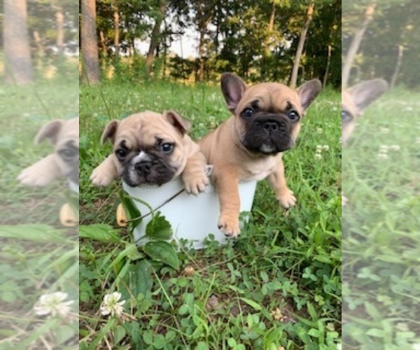 Medium Photo #4 French Bulldog Puppy For Sale in WEST PLAINS, MO, USA