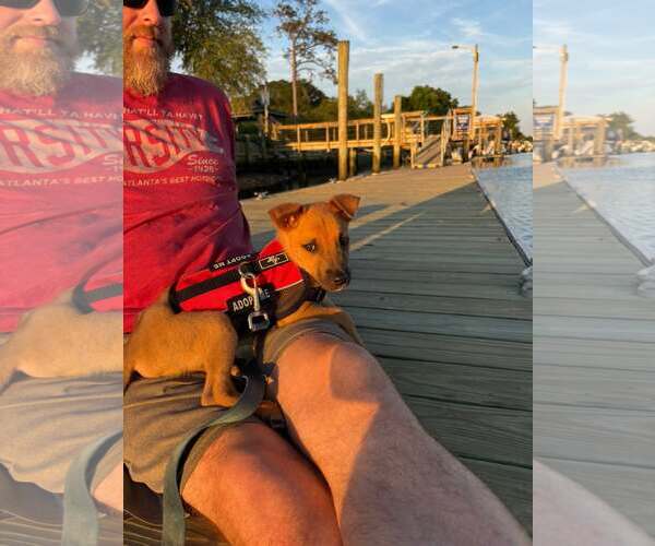 Medium Photo #6 Mutt Puppy For Sale in Mount Pleasant, SC, USA