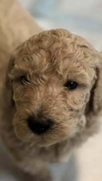 Medium Photo #1 Goldendoodle Puppy For Sale in EL MIRAGE, AZ, USA