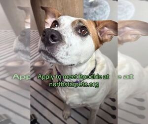 Boochie TX - Female Mutt Dog for Adoption - Photo #10