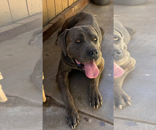 Medium Photo #3 Mutt Puppy For Sale in Apple Valley, CA, USA