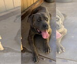 Small #2 Mutt