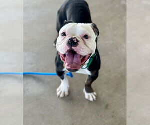 Bulldog-Unknown Mix Dogs for adoption in Las Vegas, NV, USA