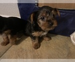 Small #10 Yorkshire Terrier