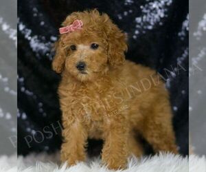 Poodle (Toy) Puppy for sale in WARSAW, IN, USA