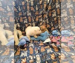 Small Photo #12 German Shepherd Dog Puppy For Sale in CECILIA, KY, USA