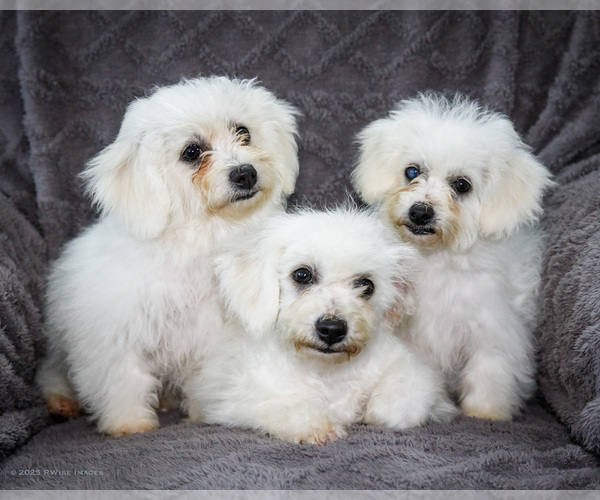 Medium Photo #1 Bichon Frise Puppy For Sale in WAKARUSA, IN, USA