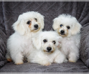 Bichon Frise Litter for sale in WAKARUSA, IN, USA