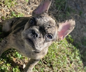 French Bulldog Puppy for sale in OCALA, FL, USA