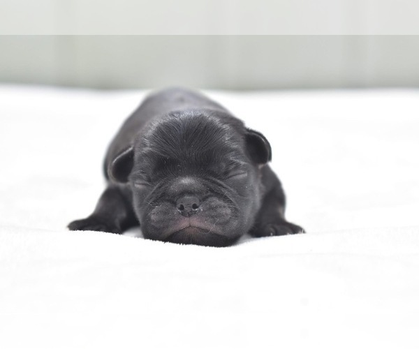 Medium Photo #1 Pug Puppy For Sale in PALM COAST, FL, USA