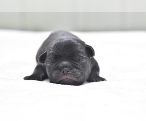 Pug Puppy for sale in PALM COAST, FL, USA