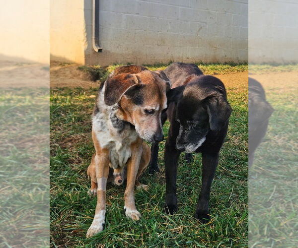 Medium Photo #3 Mutt Puppy For Sale in Maryville, TN, USA