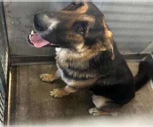 German Shepherd Dog Dogs for adoption in San Bernardino, CA, USA