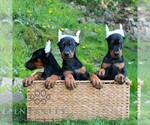 Small #3 Doberman Pinscher