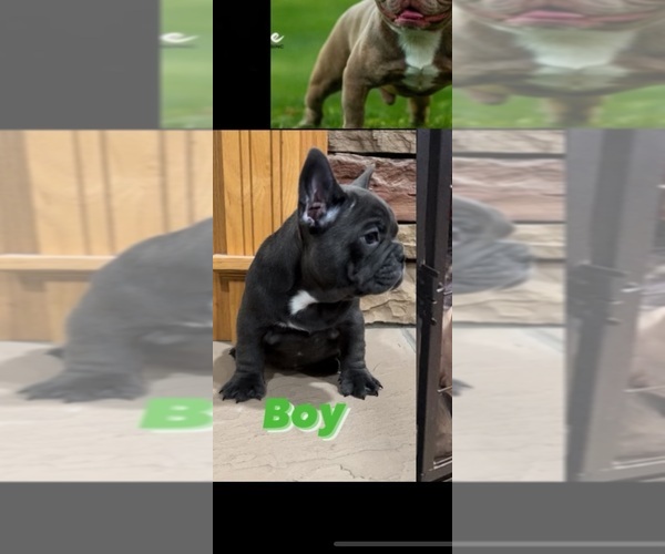 Full screen Photo #1 French Bulldog Puppy For Sale in PASCO, WA, USA