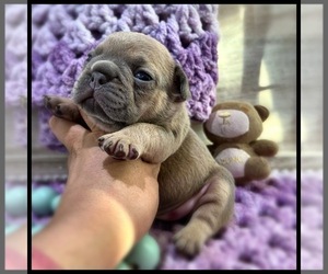 French Bulldog Puppy for sale in OJAI, CA, USA