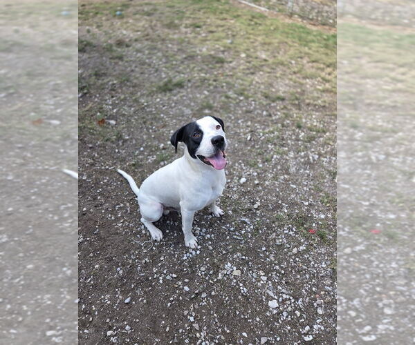 Medium Photo #1 Mutt Puppy For Sale in Crandall, GA, USA