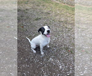 Mutt Dogs for adoption in Crandall, GA, USA