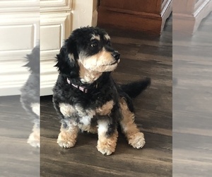 Mother of the Bernedoodle-Poodle (Toy) Mix puppies born on 05/05/2019