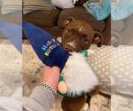 Small #21 American Pit Bull Terrier Mix