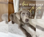 Small #1 Labrador Retriever