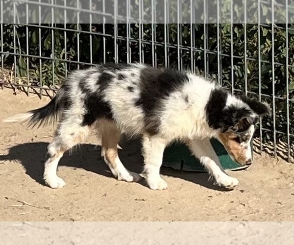 Medium Photo #21 Shetland Sheepdog Puppy For Sale in FORT MORGAN, CO, USA
