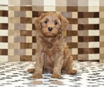 Small #2 Cavapoo (Miniature)