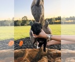 Puppy Orange Collar Labrador Retriever
