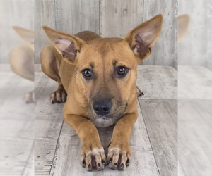Roo - Female Mutt Dog for Adoption - Photo #2