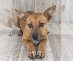 Small Photo #2 Mutt Puppy For Sale in Bellevue, WA, USA