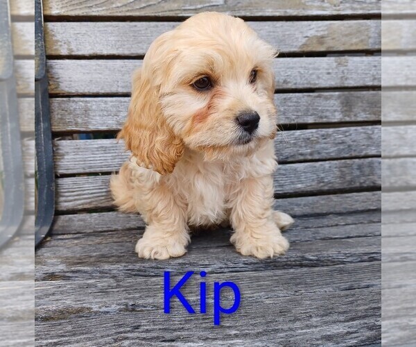 Medium Photo #3 Cavachon Puppy For Sale in STANLEY, WI, USA