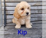 Small #2 Cavachon