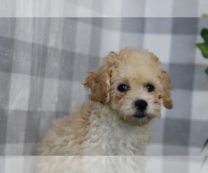 Bichpoo Puppy for sale in MARIETTA, GA, USA