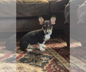 Pembroke Welsh Corgi Puppy for sale in RICHLAND, MO, USA