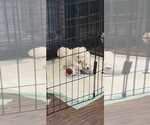 Puppy Puppy 1 Bichon Frise
