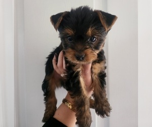 Yorkshire Terrier Puppy for sale in PLACITAS, NM, USA