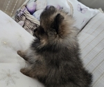 Small #7 Pomeranian