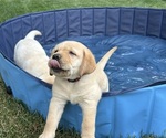 Puppy West Mastiff