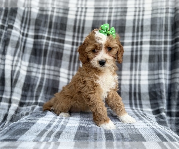 Medium Photo #3 Cavapoo (Miniature) Puppy For Sale in LAKELAND, FL, USA