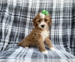 Small #2 Cavapoo (Miniature)
