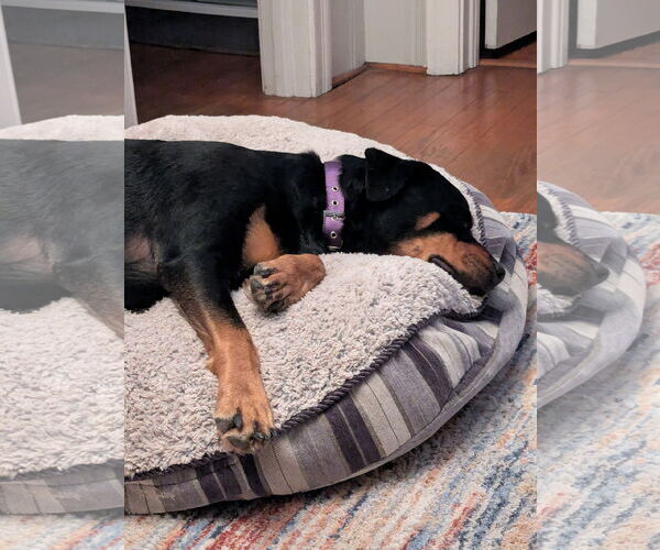 Medium Photo #6 Rottweiler-Unknown Mix Puppy For Sale in White Hall, AR, USA