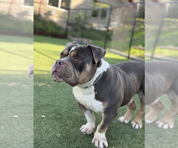 Medium Photo #2 American Bulldog Puppy For Sale in Salinas, CA, USA