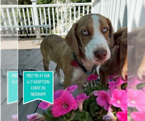 Medium Photo #1 Mutt Puppy For Sale in Boston, MA, USA