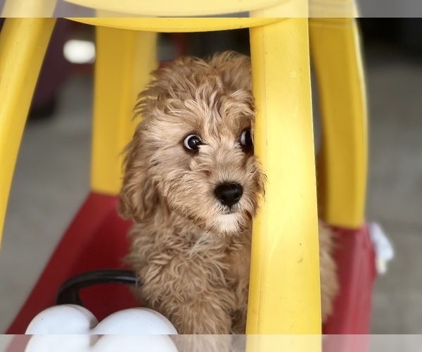 Medium Photo #6 Cavapoo (Miniature) Puppy For Sale in DUNDEE, OH, USA