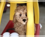 Small #5 Cavapoo (Miniature)
