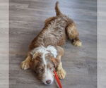 Small #5 Mutt