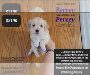Poodle (Toy)-Zuchon Mix Puppy for sale in TUCSON, AZ, USA