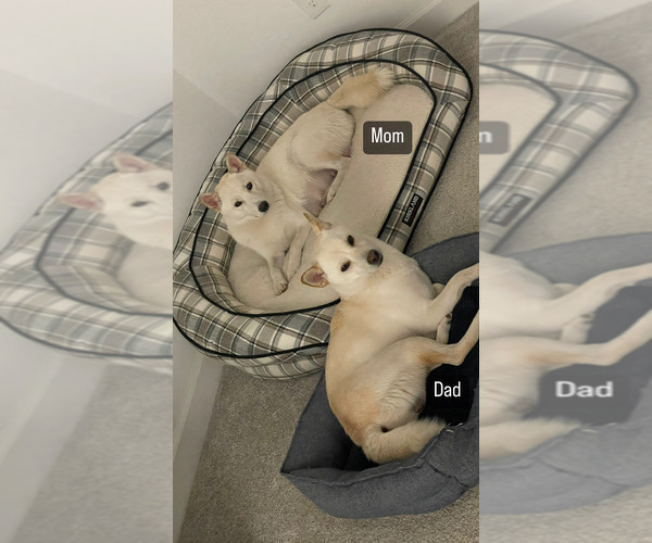 Medium Photo #8 Shiba Inu Puppy For Sale in LAVEEN, AZ, USA